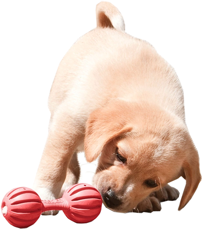 Busy Buddy Puppy Waggle Dog Toy - Petsafe Busy Buddy Puppy Waggle (800x520), Png Download