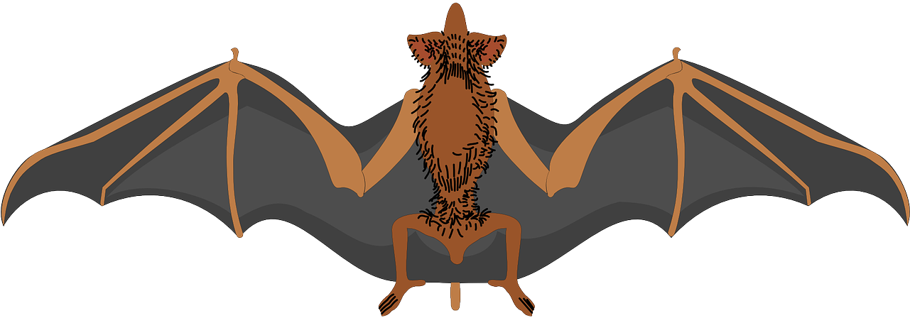 How To Set Use Bat Svg Vector (600x207), Png Download