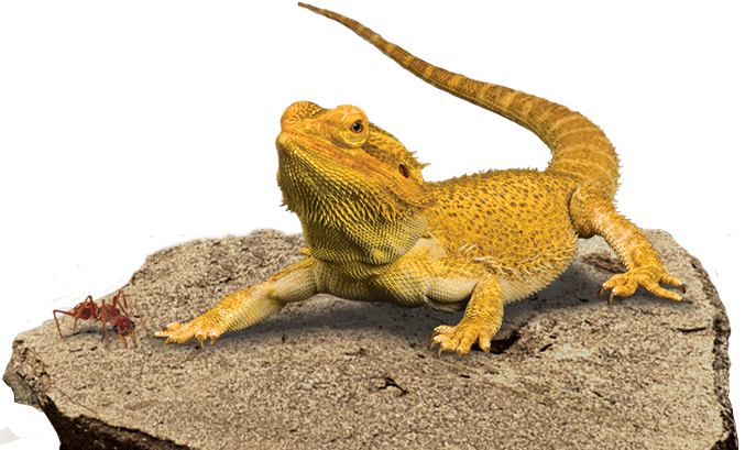 Bearded Dragon Transparent Background Png Mart - Bearded Dragon Png (677x409), Png Download