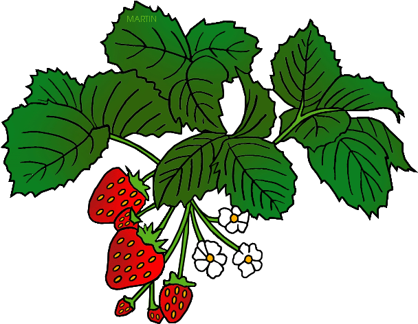 Strawberry Clipart Strawberry Tree - Food Chain Year 2 (648x505), Png Download