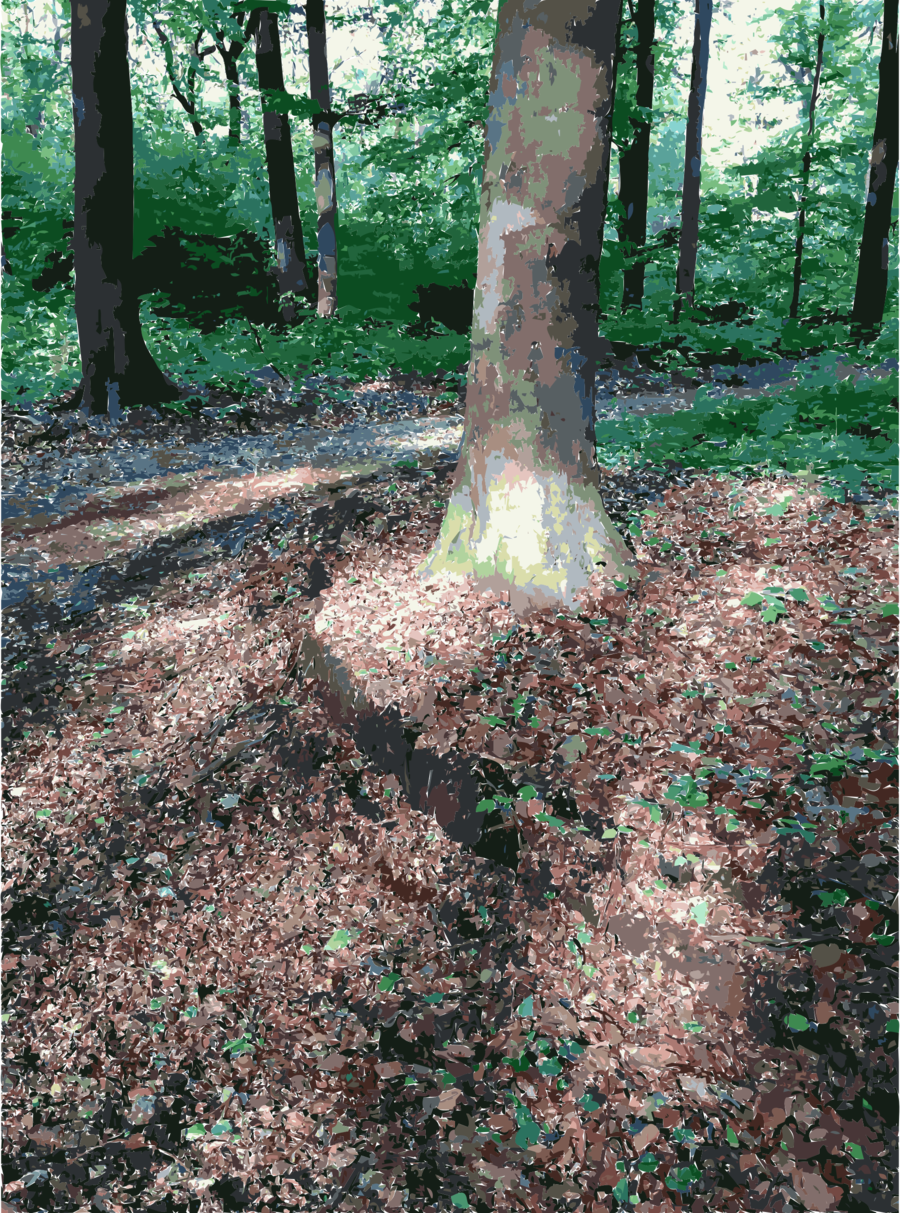 Forest Clipart Forest Woodland Lichtscheid - Forest (900x1213), Png Download