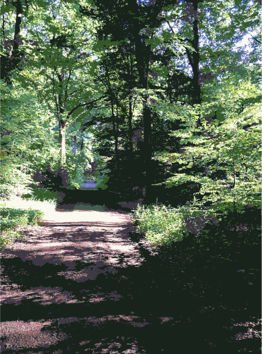 Forest Clipart Temperate Broadleaf And Mixed Forest - Forest (900x1214), Png Download