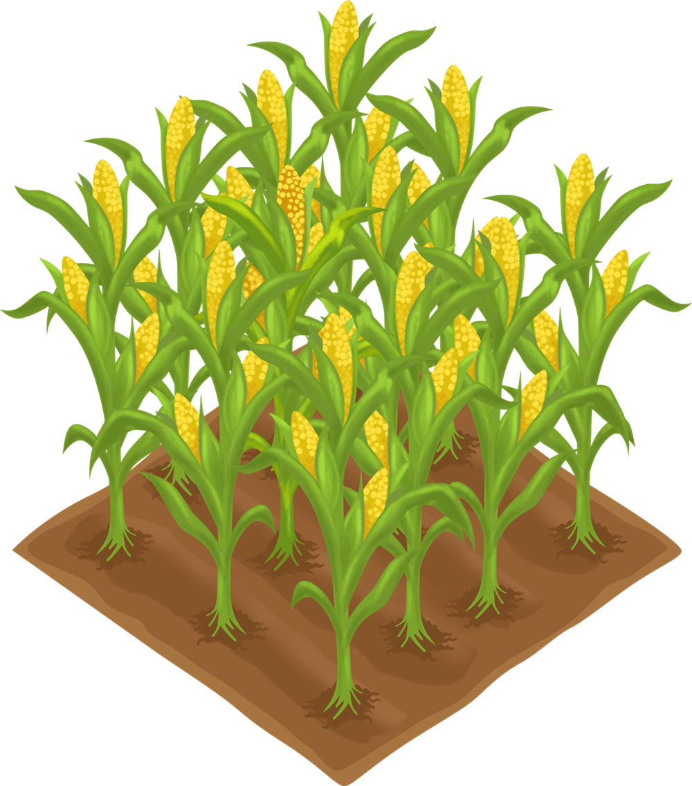 Download Plants Clipart Corn PNG Image with No Background - PNGkey.com