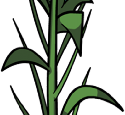 Corn Clipart Corn Leaf - Portable Network Graphics (640x480), Png Download