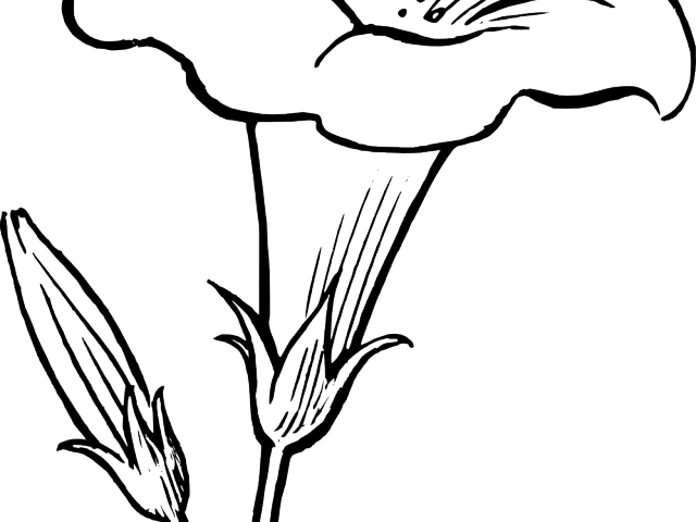 Flowers Clipart Black And White (640x480), Png Download