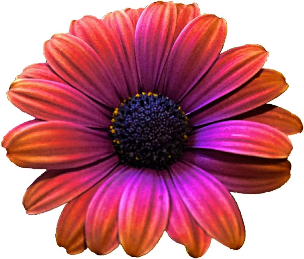 Daisy Clipart Colorful Daisy - Gerber Daisy Png (1024x888), Png Download