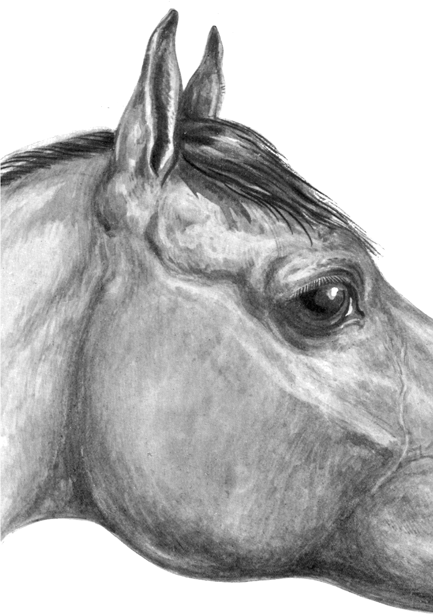 Drawn Eyeball Round Eye - Horse (883x1280), Png Download