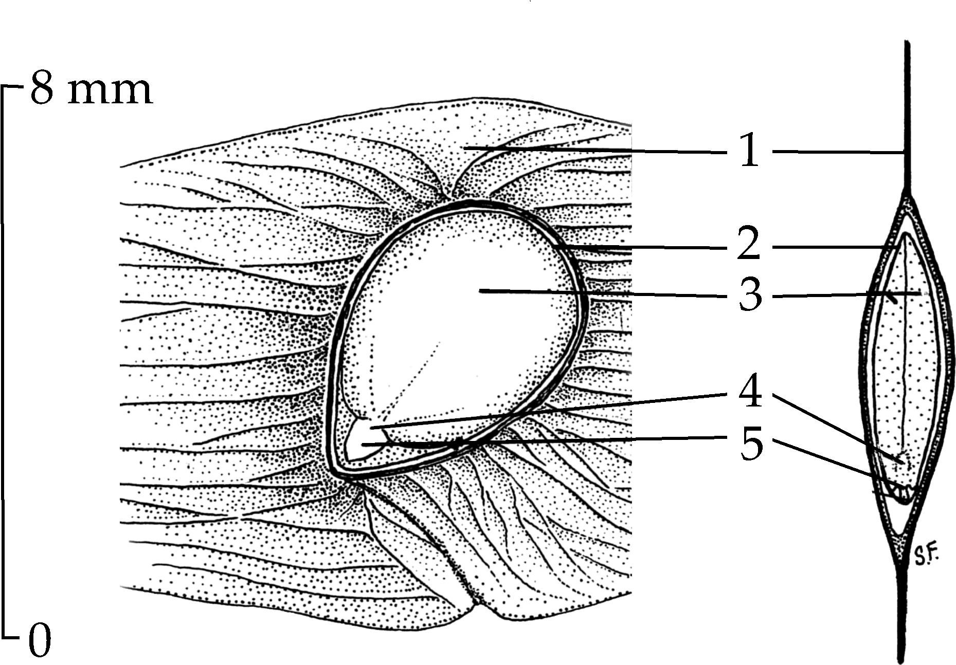 Ailanthus Seed Drawing - Seed (2000x1352), Png Download