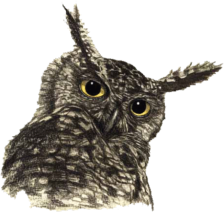40 Top Owl Drawing Transparent Background Summer Background