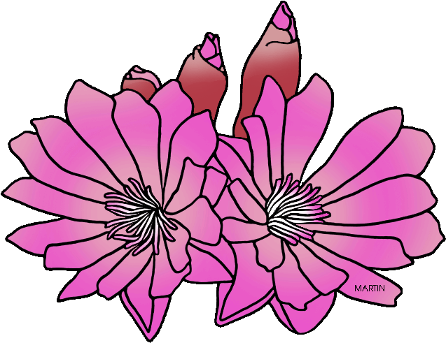Clip Arts Related To - Montana State Flower Png (648x503), Png Download