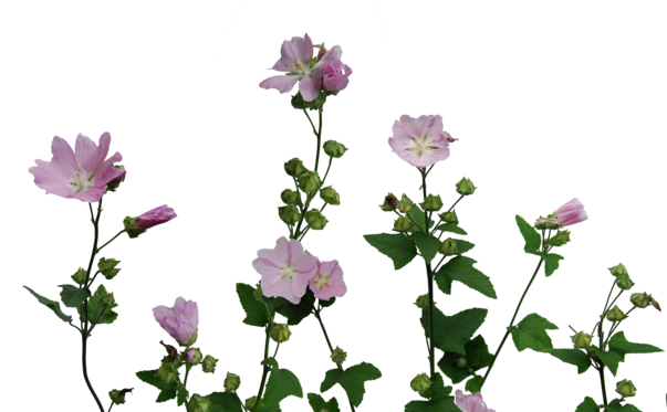 Picture - Malva (603x373), Png Download