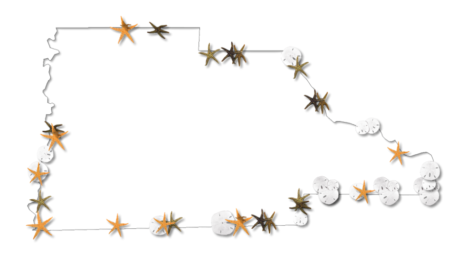 Insect (899x505), Png Download