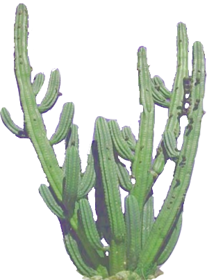 Cactus Clip - Logo Transparent Tumblr Cactus (298x403), Png Download
