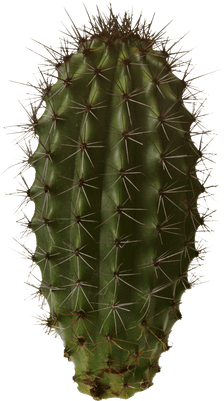 Download Free Cactus Psd (400x400), Png Download
