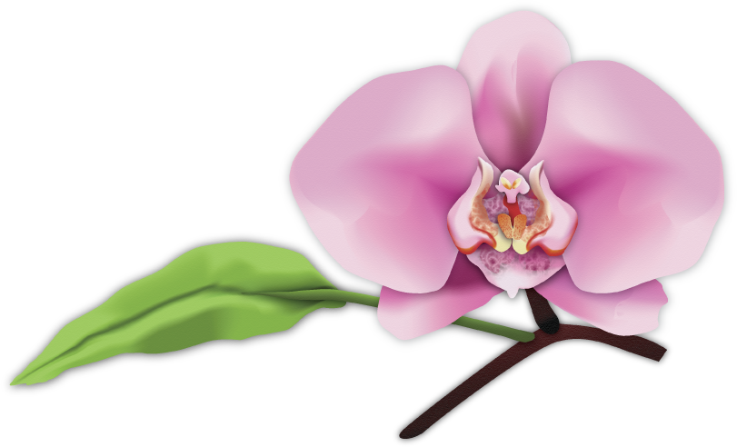 Customized To Meet All Your Facial Needs - Digital Art (811x492), Png Download