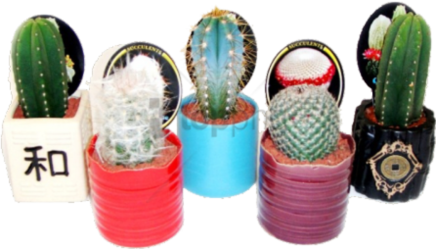 Ray Ban Wayfair Transparent Sunglasses Tumblr Transparent - Cactus (500x500), Png Download