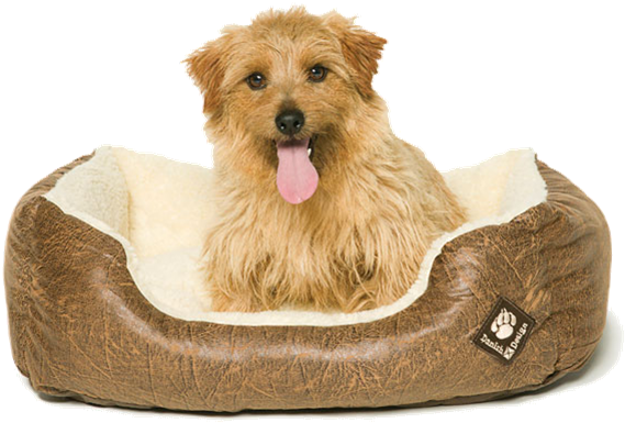 pics Transparent Dog Bed Png download save 30 dog in bed png png