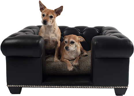 Danielle - Chihuahua (500x400), Png Download