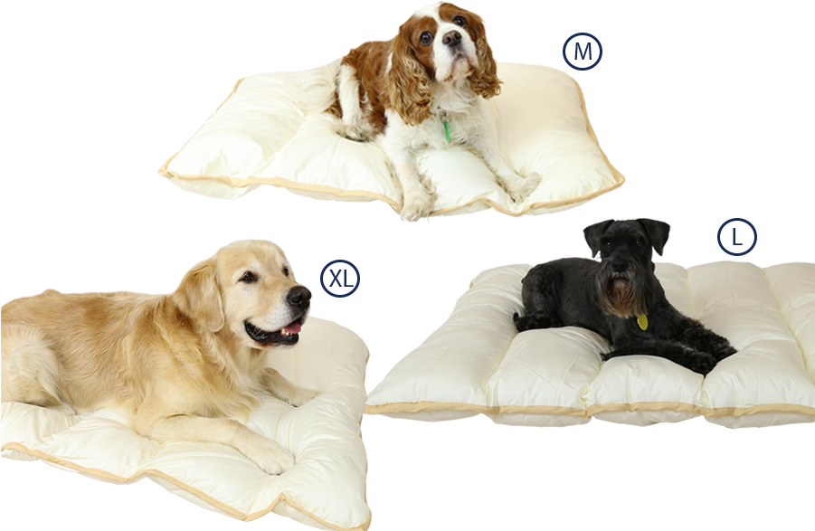Ellis Fibre Pet Bed Sizes - Bed Size (900x600), Png Download