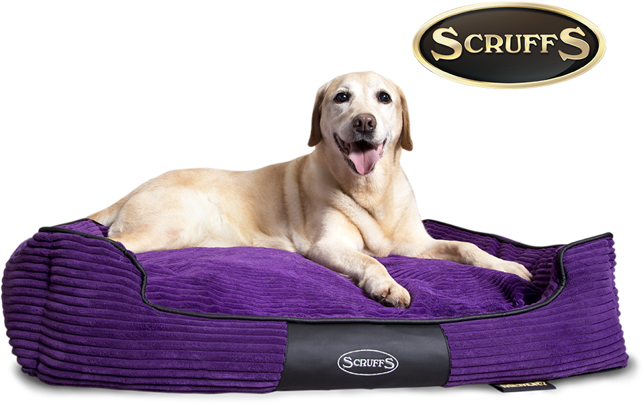 Or Looking For A Bed That Properly Supports An Ageing - Scruffs Expedition Box Bed, 60 X 50 Cm, Plum (1000x730), Png Download