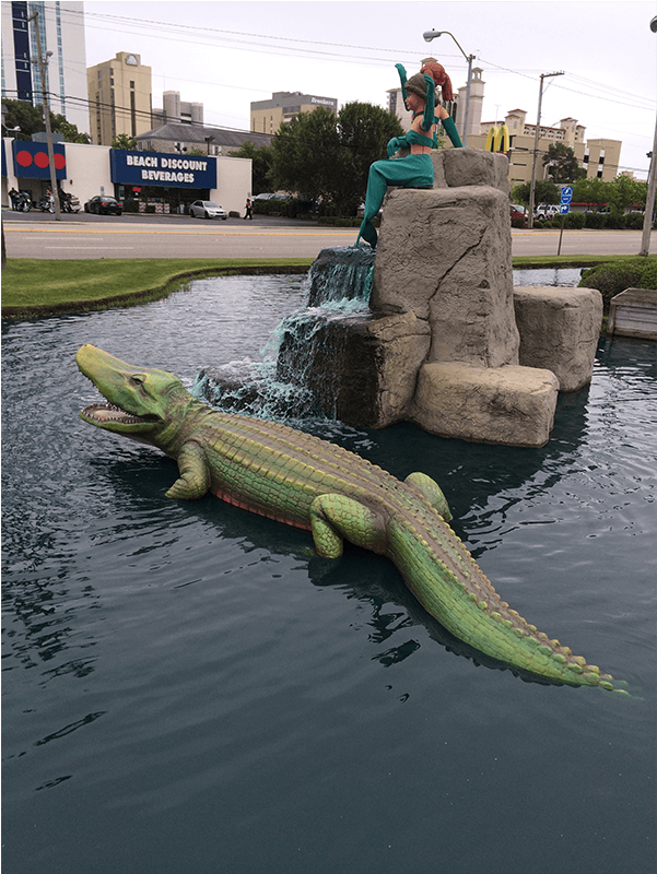 Green Iguana (1200x800), Png Download