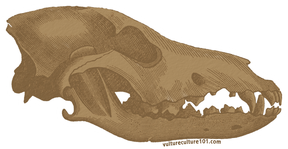 Vulture Culture 101 Stretch Goals - Bat (1000x519), Png Download