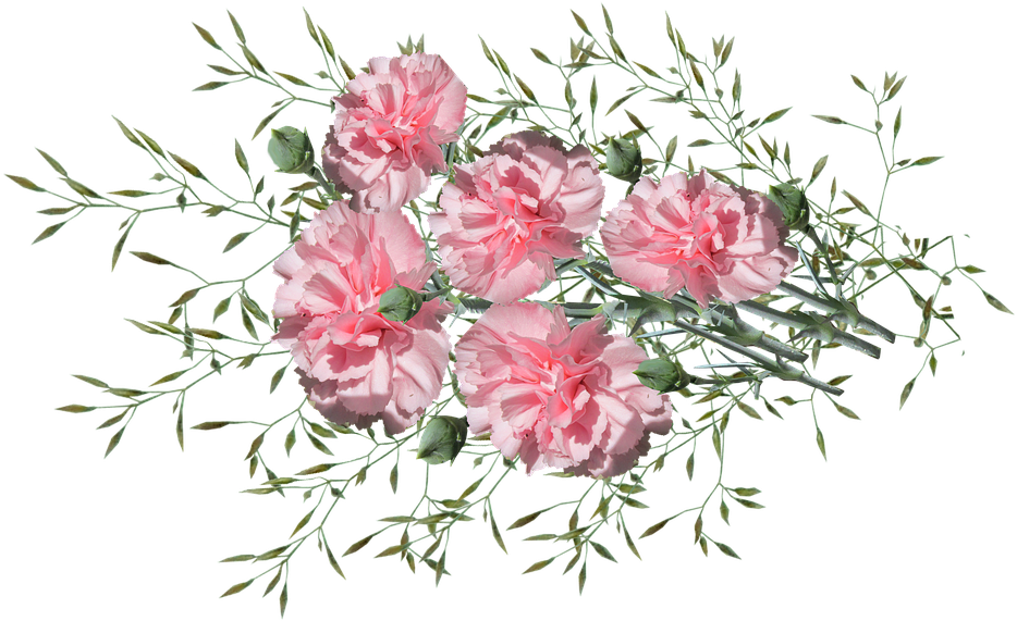 Carnations, Flowers, Nature, Garden, Plants - Garden (960x579), Png Download