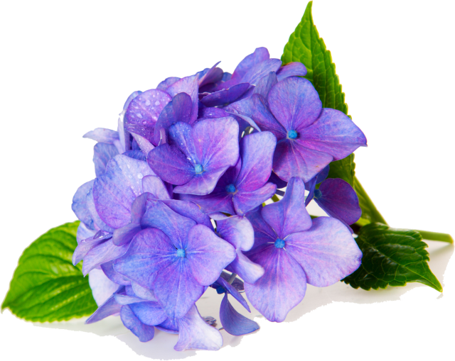 Anniversary Arrangements - Fragrance Oil Violet (640x509), Png Download