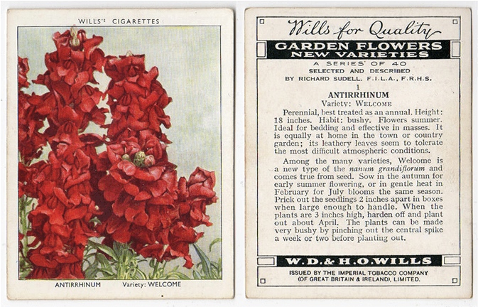 Antirrhinum, Variety Welcome - Cigarette Card Rms Olympic Back Canvas Art - (24 X (800x800), Png Download