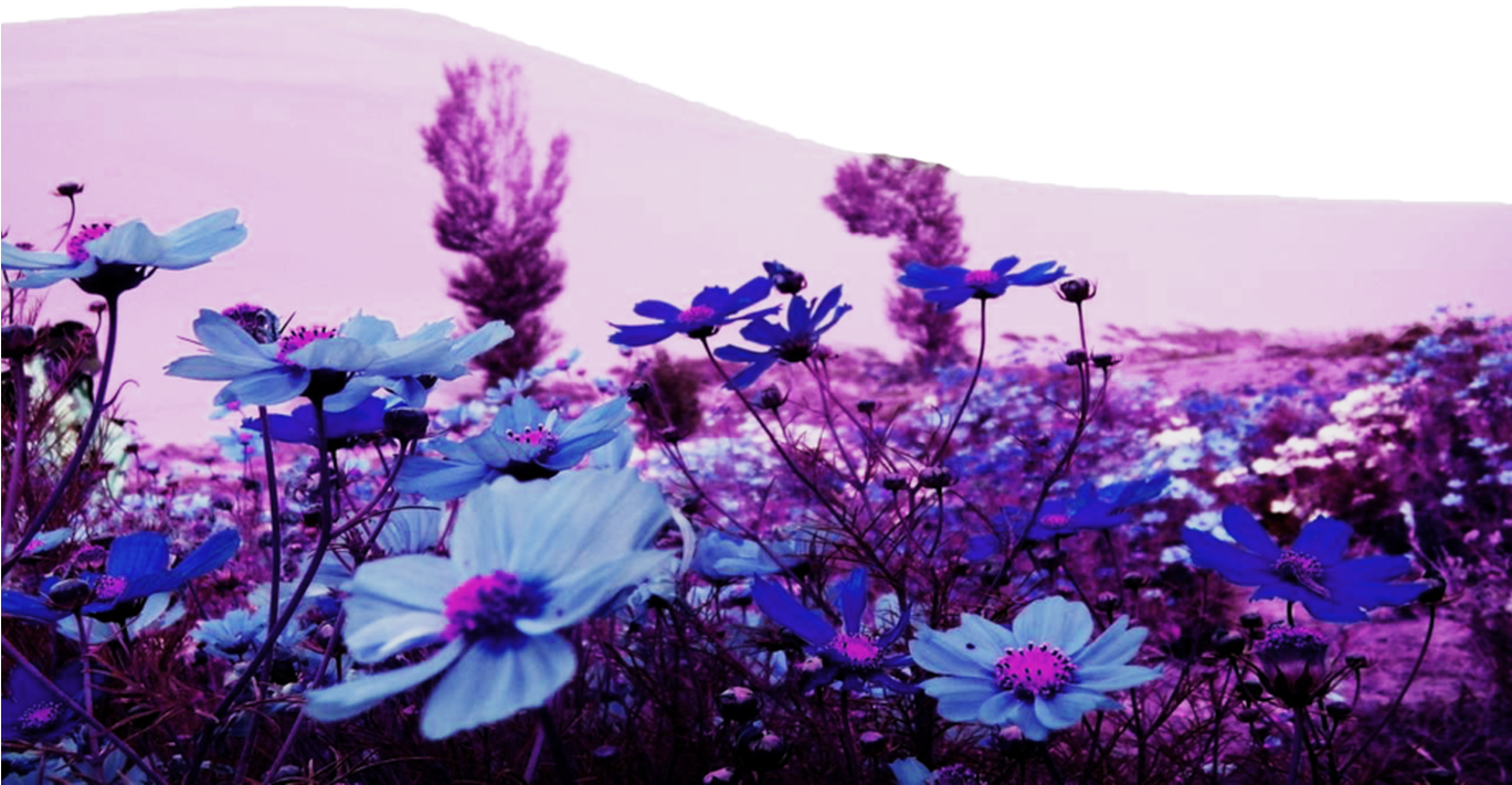 Garden Design With Wallpapers Spring Flowers (1368x855), Png Download