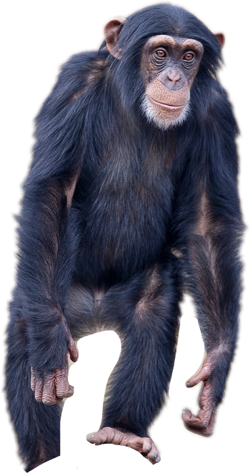 Report Abuse - Chimpanzee Transparent Background (350x663), Png Download
