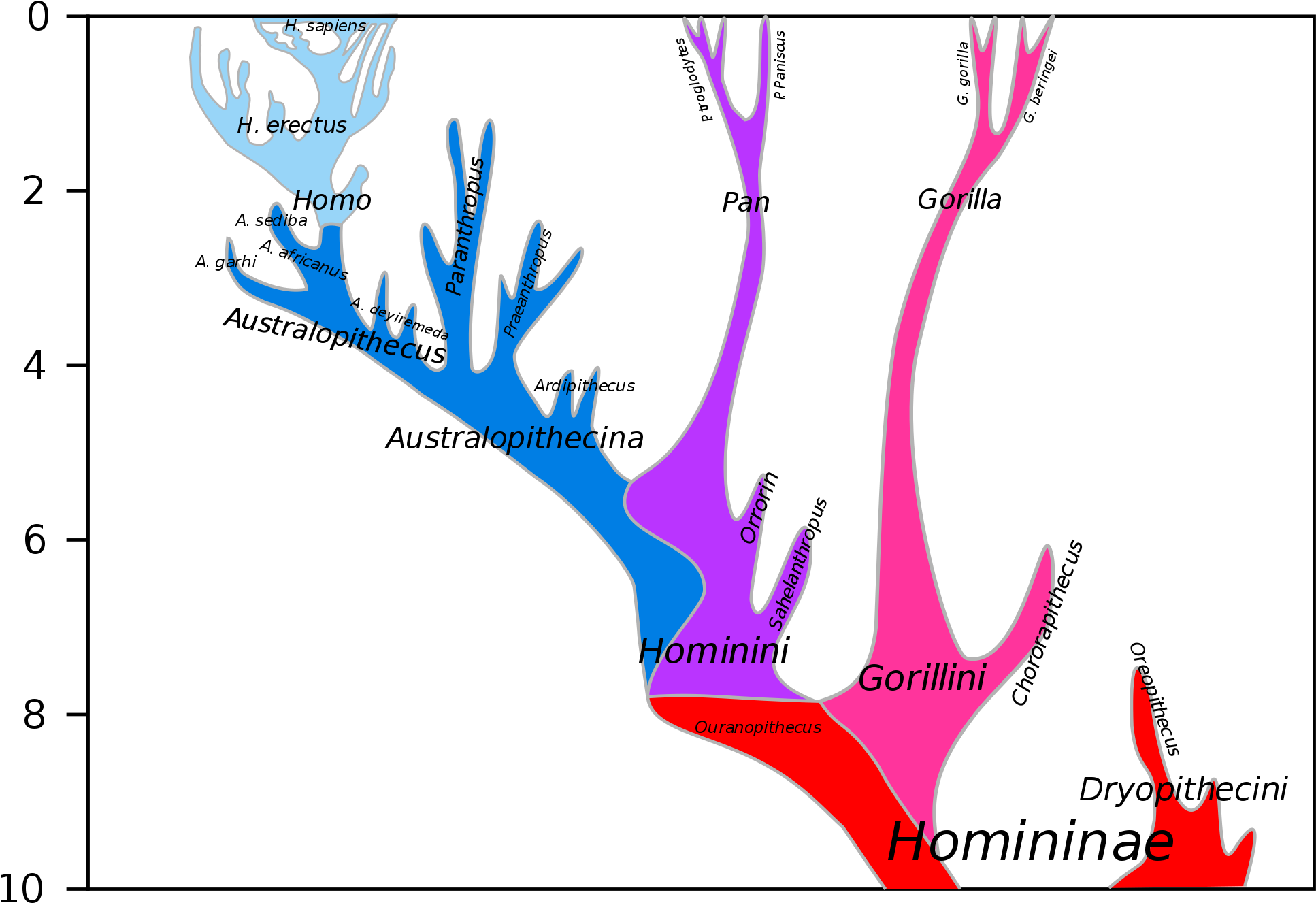 Chimpanzee Human Last Common Ancestor - Last Common Ancestor Of Humans And Chimpanzees Chart (2000x1476), Png Download
