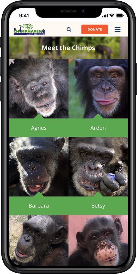 Visit Website - Common Chimpanzee (613x1080), Png Download