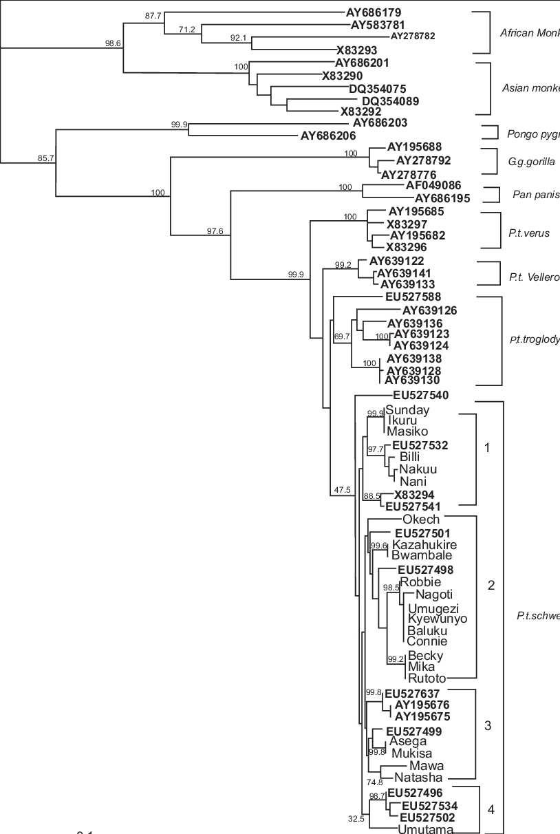Phylogenetic Analysis Of Int Sequences From Sfv-infected - Diagram (814x1212), Png Download