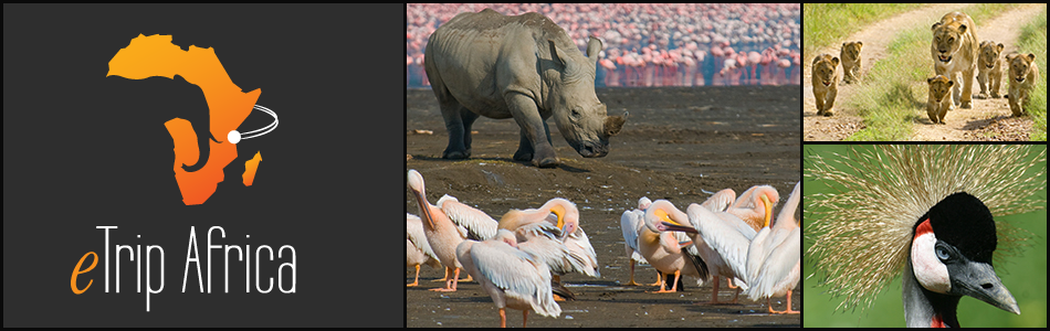 Mt 0273 Home Slider Img4 - Lion King - Trade Paperback (950x300), Png Download