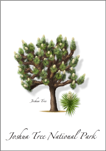 Joshua Tree - Pond Pine (500x500), Png Download