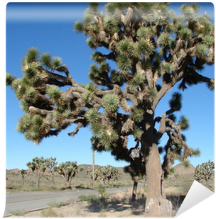Jumping Cholla (400x400), Png Download