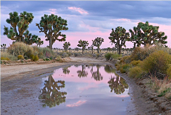 America Joshua Tree Sunset - Reflection (790x587), Png Download