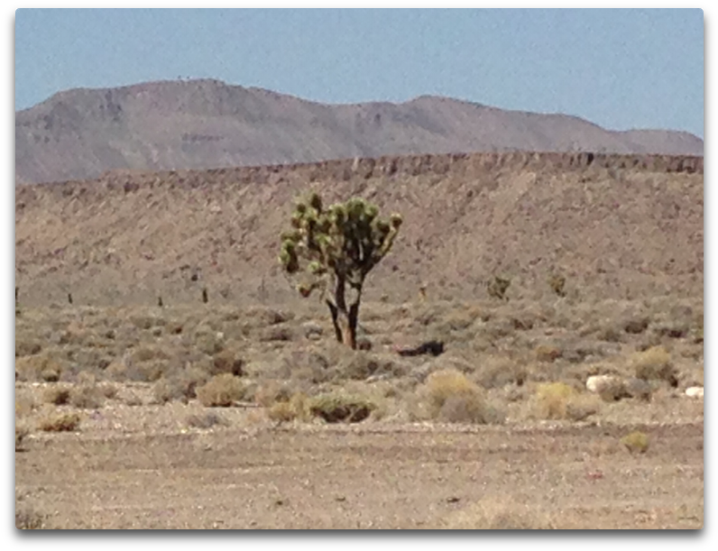 Gc Joshua Tree - Desert (821x651), Png Download