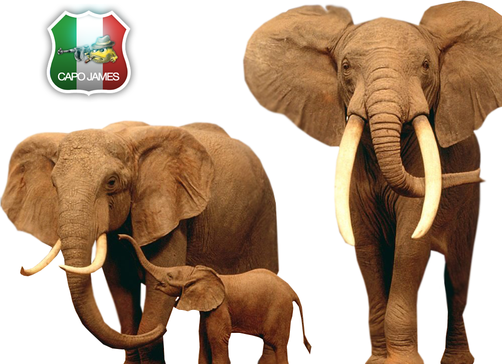 Photo Elephants (1000x750), Png Download