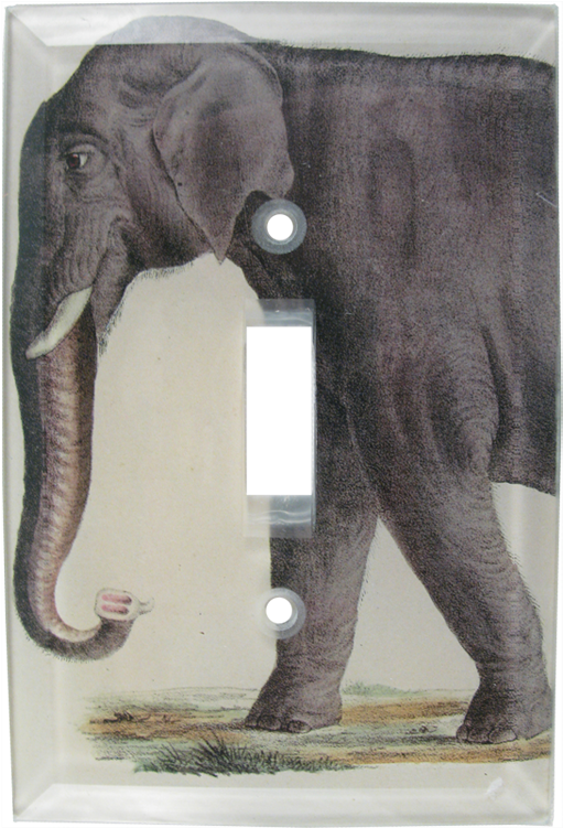 Elephants Png (800x800), Png Download