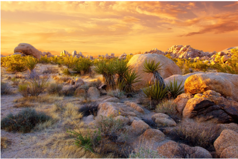 Usa, Joshua Tree National Park - Leinwandbild Joshua Wüste Im Sonnenuntergang Home Loft (480x480), Png Download