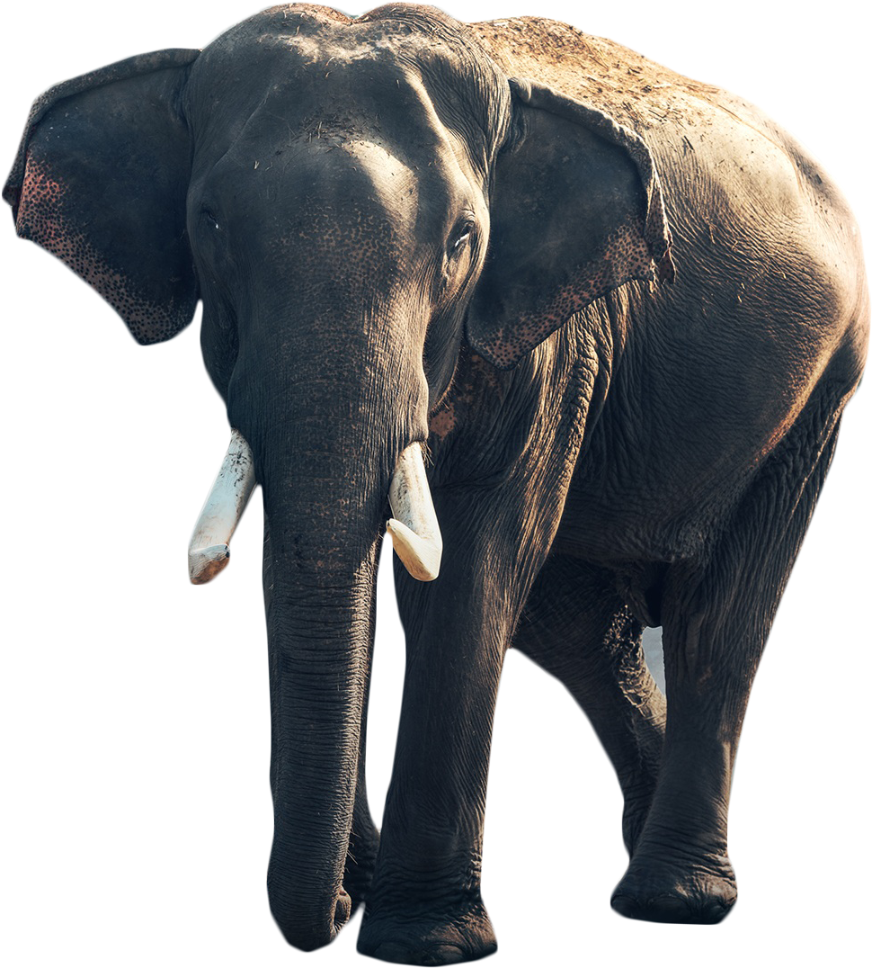 Gray Elephant Standing Png Image - Autobiography Of Matthew Scott, Jumbo's Keeper ...: (1807x1869), Png Download