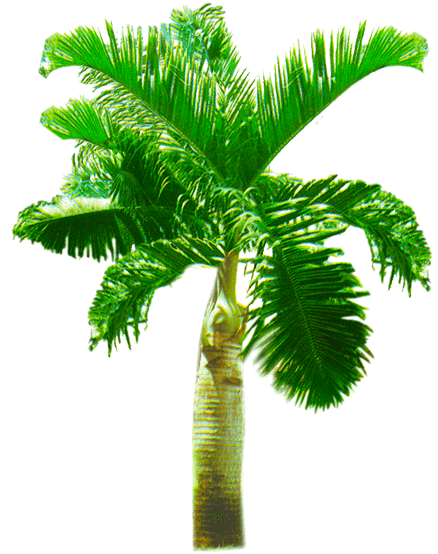 Palm Tree Png, Palm Trees, Youtube Thumbnail, Kids - Roystonea (1056x1056), Png Download