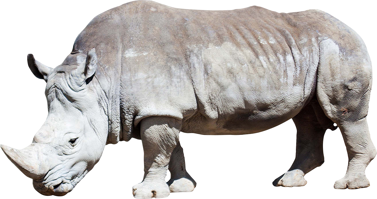 White Rhino Png (1200x633), Png Download