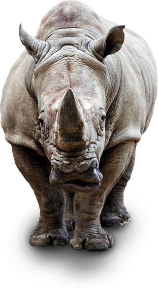 Rhino Stock (321x588), Png Download