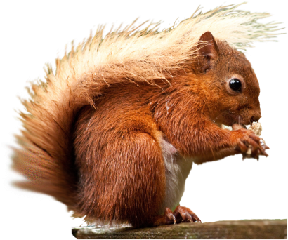 Squirrel Png Transparent Images - Red Animal Transparent Background (640x480), Png Download