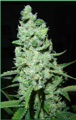 Ak-47 - Ak 47 Cannabis (400x400), Png Download