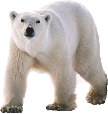 Polar Bear Png - Three Walking Animals (379x400), Png Download