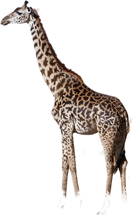 Giraffe - Giraffe And Elephant Png (273x441), Png Download